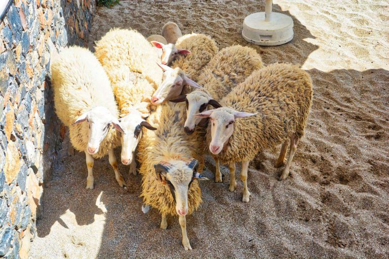 We Do Local: Traditional Sheep Shearing at Creta Maris Beach Resort
