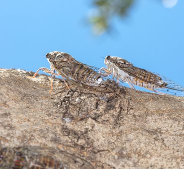 Cicadas - the shrill sound of summer