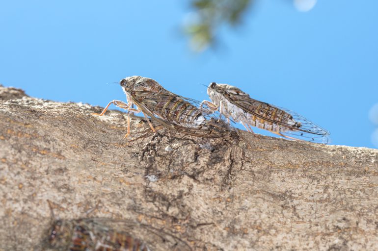 Cicadas – the shrill sound of summer