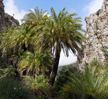 The biodiversity treasure of Crete: rare and endemic species