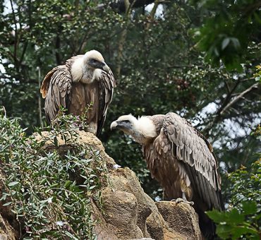 Vultures & wild birds of Crete