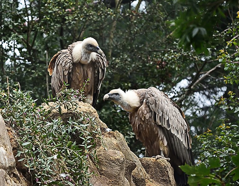 Vultures & wild birds of Crete