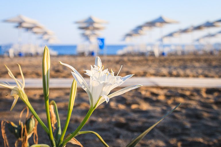 Sea Daffodil: The Protected Sand Lily